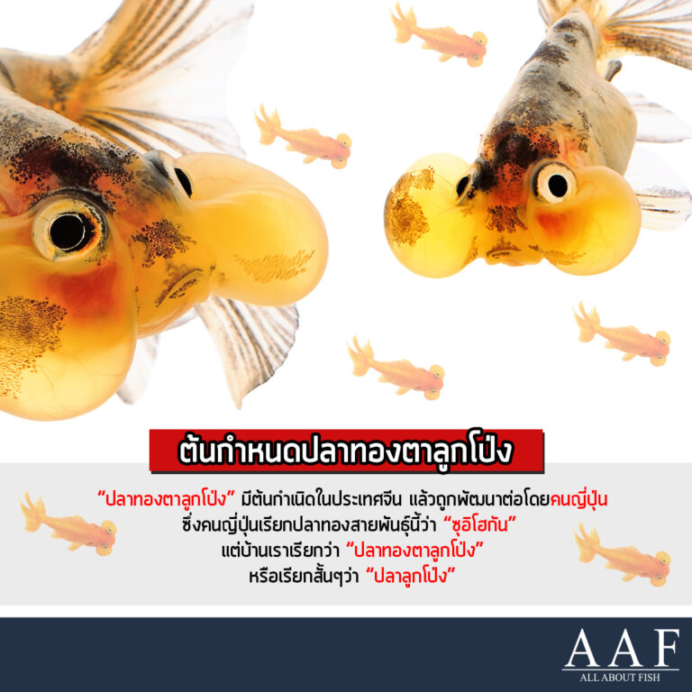 My Image 22